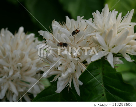 Honey bee on Robusta coffee blossom on tree plant with green leaf with black color in background. Petals and white stamens of blooming flowers Honey bee on Robusta coffee blossom on tree plant with green leaf with black color in background. Petals and white stamens of blooming flowers 113298600