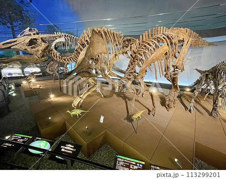 【福井】福井県立恐竜博物館 骨格標本 【福井】福井県立恐竜博物館 骨格標本 113299201