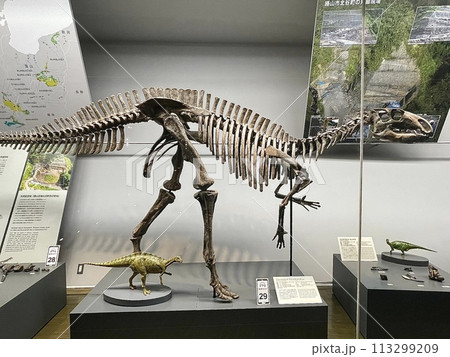 【福井】福井県立恐竜博物館　フクイラプトル　フクイサウルス　骨格標本 113299209