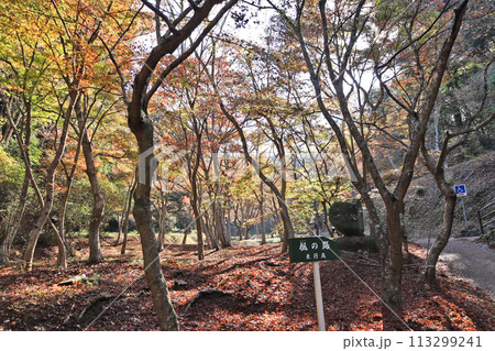 色づくモミジのグラデーションが美しい下関市の東行庵楓の道 色づくモミジのグラデーションが美しい下関市の東行庵楓の道 113299241