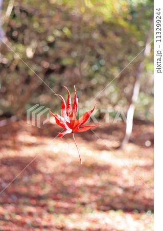 秋に真っ赤に色づいたモミジの葉ひとひら 113299244