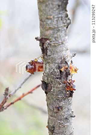桜の木についた茶色いゼリー状のヤニ 113299247