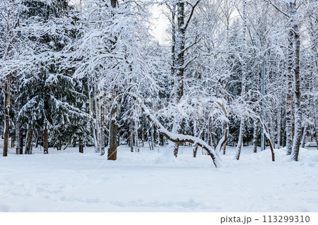 Beautiful winter landscape. Fabulous winter forest. Trees covered with snow. Snow storm, heavy snowfall Beautiful winter landscape. Fabulous winter forest. Trees covered with snow. Snow storm, heavy snowfall 113299310