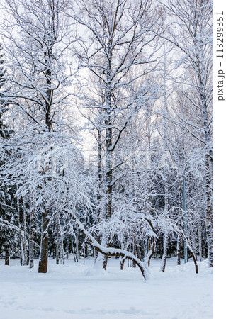 Beautiful winter landscape. Fabulous winter forest. Trees covered with snow. Snowstorm, heavy snowfall. vertical photo 113299351