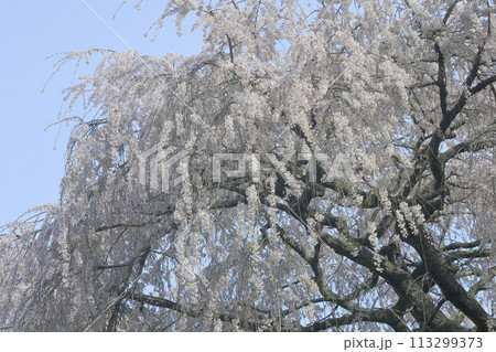 満開の桜 満開の桜 113299373