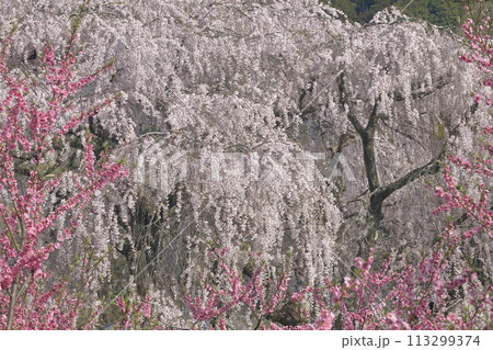 満開の桜 113299374