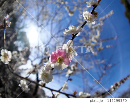 春の訪れを告げる梅の花 113299570