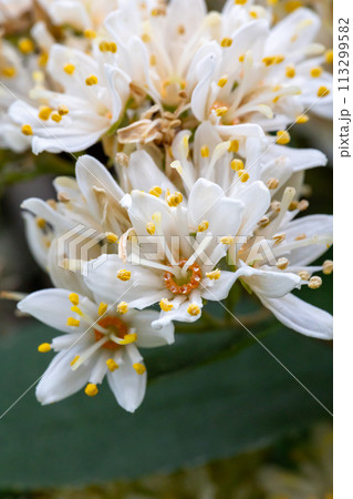 奄美大島　オオシマウツギ 113299582