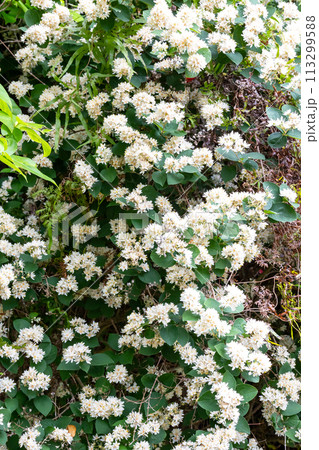 奄美大島　オオシマウツギ 113299588