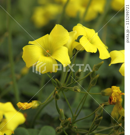 オオキバナカタバミ 113299721