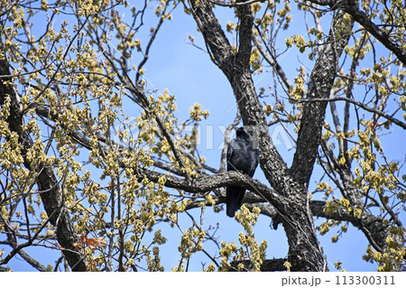 ハシブトガラス ハシブトガラス 113300311