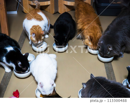 仲良く並んで餌を食べている猫達 仲良く並んで餌を食べている猫達 113300488
