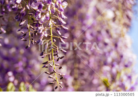 Blooming Wisteria Sinensis with scented classic purple flowersin full bloom in hanging racemes closeup. Garden with wisteria in spring 113300505
