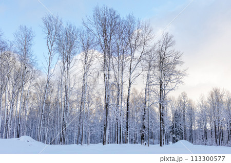 Beautiful winter landscape. Fabulous winter forest. Trees covered with snow. Snowstorm, heavy snowfall. 113300577
