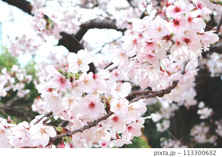 薄ピンクが綺麗な満開の桜 113300682