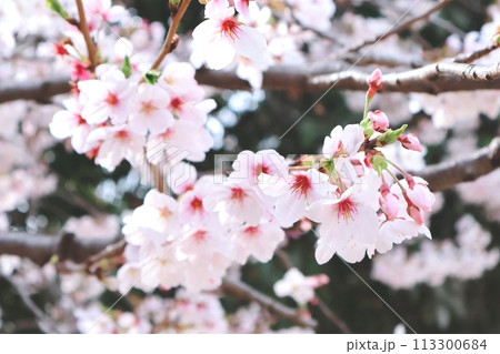 薄ピンクが綺麗な満開の桜 113300684