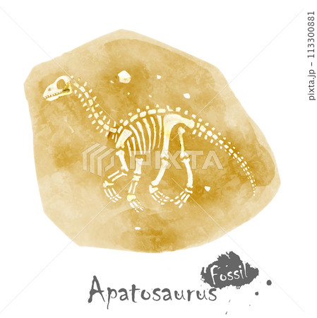 Fossil of Apatosaurus dinosaur in rock . Watercolor paint design . Vector . Fossil of Apatosaurus dinosaur in rock . Watercolor paint design . Vector . 113300881