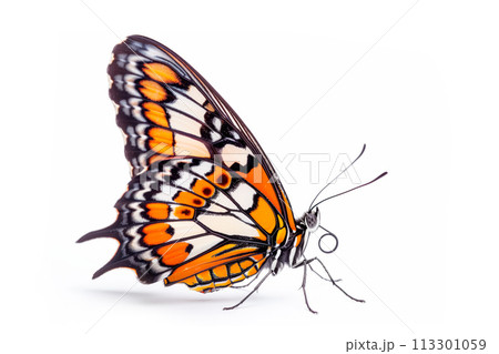 Beautiful Glory of Bhutan or Goliath butterfly isolated on a white background. Side view Beautiful Glory of Bhutan or Goliath butterfly isolated on a white background. Side view 113301059