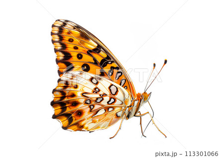 Beautiful Diana Fritillary butterfly isolated on a white background. Side view Beautiful Diana Fritillary butterfly isolated on a white background. Side view 113301066