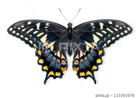 Beautiful Spicebush Swallowtail Papilio troilus butterfly isolated on a white background with clipping path 113301076