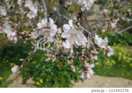 アグリジェントの神殿の谷の中に咲くアーモンドの花のアップ 113301276