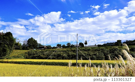 千葉県市原市月崎の秋の田園風景 113301327
