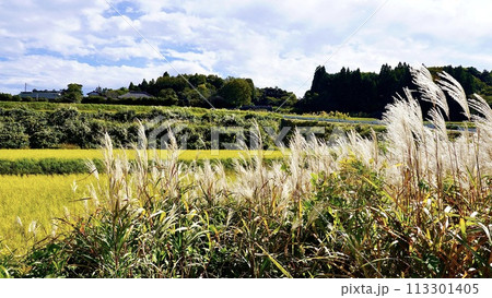 千葉県市原市月崎の秋の田園風景 113301405
