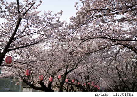ソメイヨシノ満開の旭公園 ソメイヨシノ満開の旭公園 113301892