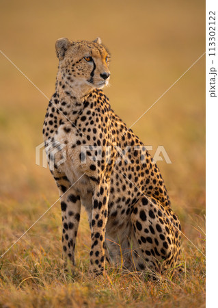 Cheetah sitting in grassy plain turning right 113302122