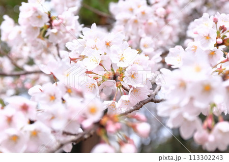 満開の桜（アップ） 113302243