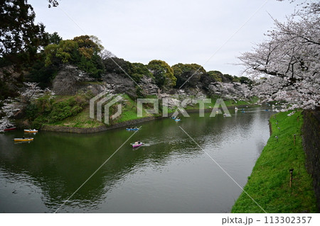 千鳥ヶ淵の桜とボート 千鳥ヶ淵の桜とボート 113302357