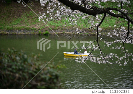 千鳥ヶ淵の桜とボート 113302382