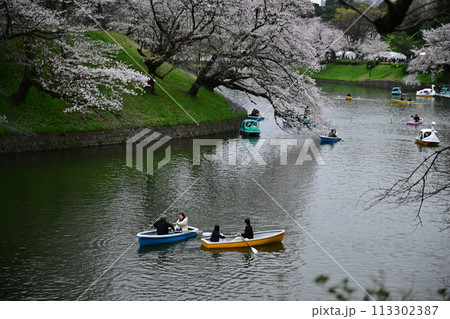 千鳥ヶ淵の桜とボート 千鳥ヶ淵の桜とボート 113302387
