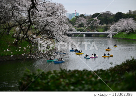 千鳥ヶ淵の桜とボート 千鳥ヶ淵の桜とボート 113302389