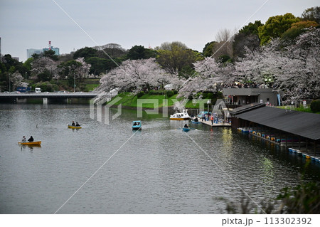 千鳥ヶ淵の桜とボート 千鳥ヶ淵の桜とボート 113302392