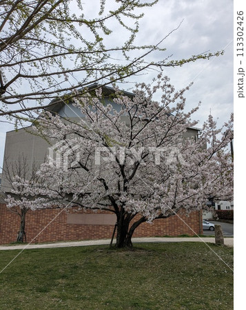 桜 桜 113302426