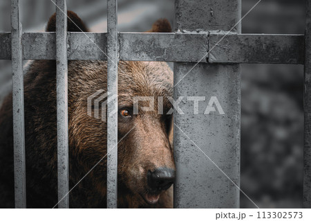 European Eurasian Brown Russian Bear Ursus Arctos Arctos In Cage 113302573