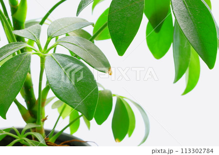 観葉植物、緑鮮やかシェフレラ、カポック 観葉植物、緑鮮やかシェフレラ、カポック 113302784
