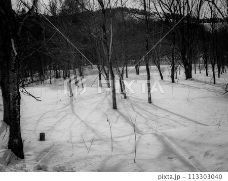 木と雪景色が作る影のアート 113303040