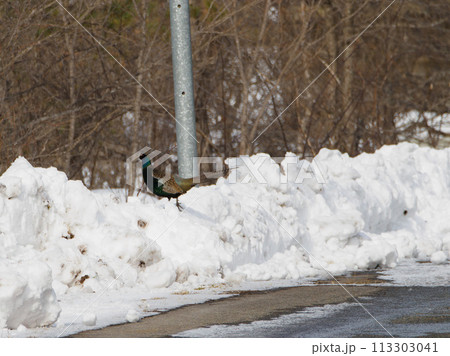 雪の積もる道でオスのキジを発見 113303041