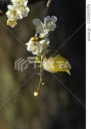 満開の白梅にメジロさん ( 春爛漫イメージ )( ほのぼのイメージ ) 満開の白梅にメジロさん ( 春爛漫イメージ )( ほのぼのイメージ ) 113303379