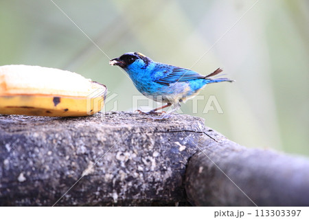 キンエリフウキンチョウ 113303397