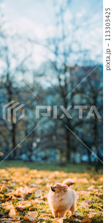 Young Red Puppy Pomeranian Spitz Puppy Dog Sniffing Air Outdoor In Autumn Park 113303425