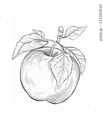 Detailed black and white line drawing of anのイラスト素材