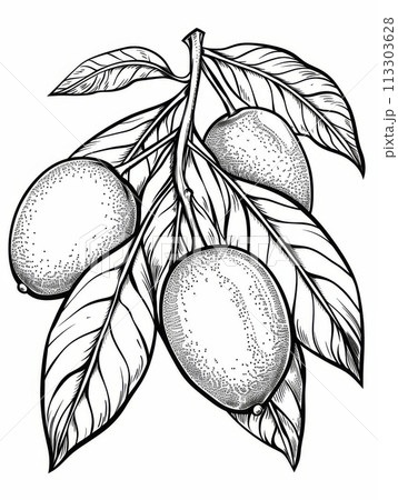 Black and white hand-drawn illustration of a branch of a lemon tree with leaves and lemons. Black and white hand-drawn illustration of a branch of a lemon tree with leaves and lemons. 113303628