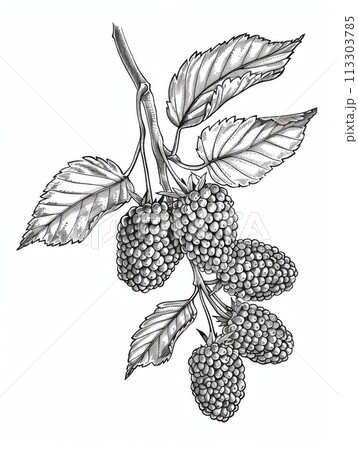 Black and white line drawing of a cluster of blackberries with leaves Black and white line drawing of a cluster of blackberries with leaves 113303785