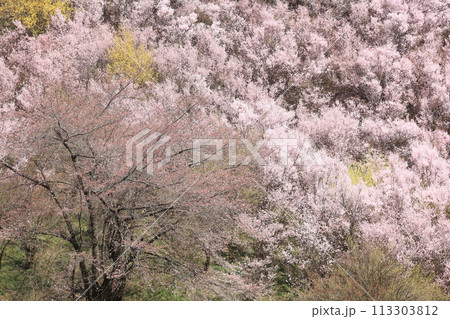 生け花の里の千本桜の林 113303812