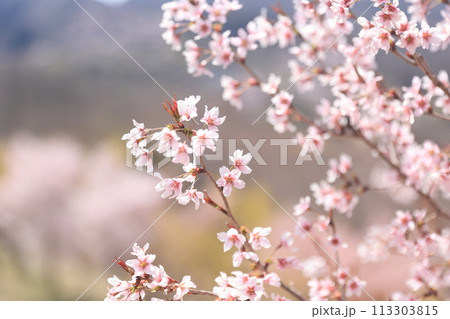 生け花の里に咲いた可憐な桜 生け花の里に咲いた可憐な桜 113303815
