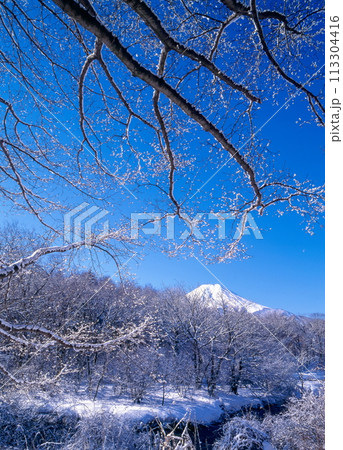 山梨県忍野村で眺める冬の富士山 山梨県忍野村で眺める冬の富士山 113304416