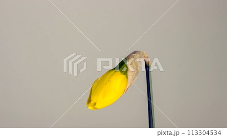 A Single Yellow Flower With A Long Stem A Single Yellow Flower With A Long Stem 113304534